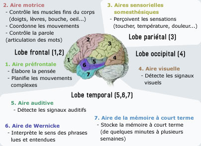 Les aires fonctionnelles du cortex cérébral