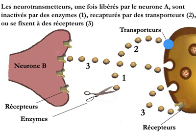 neurotransmetteurs1