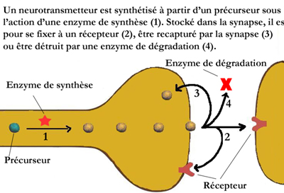 neurotransmetteurs2