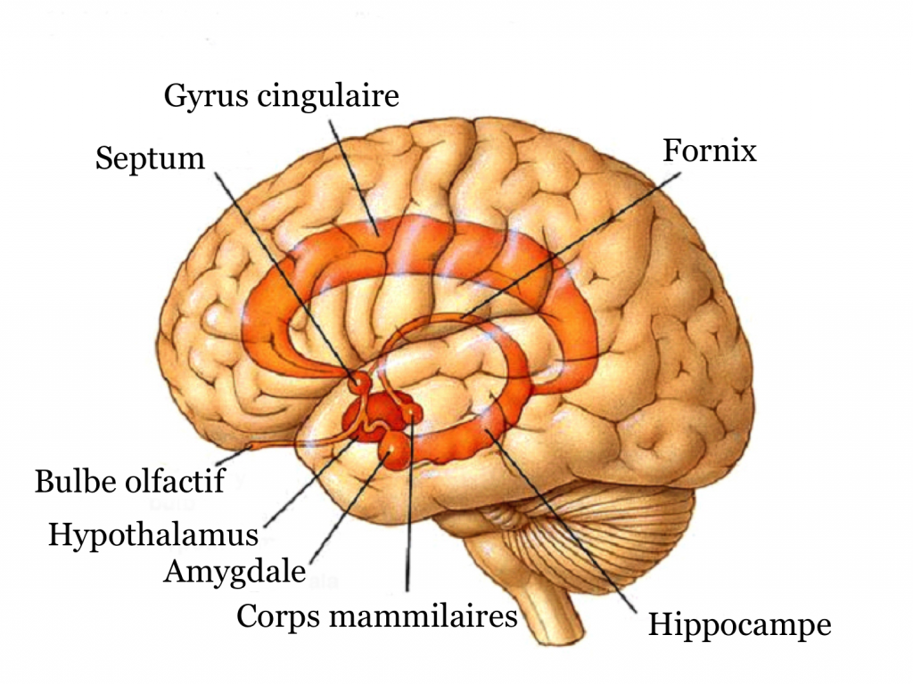 Le système limbique Neuromedia Le système limbique Neuromedia