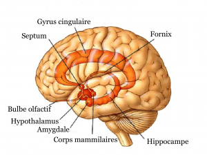 Systeme_limbique_1