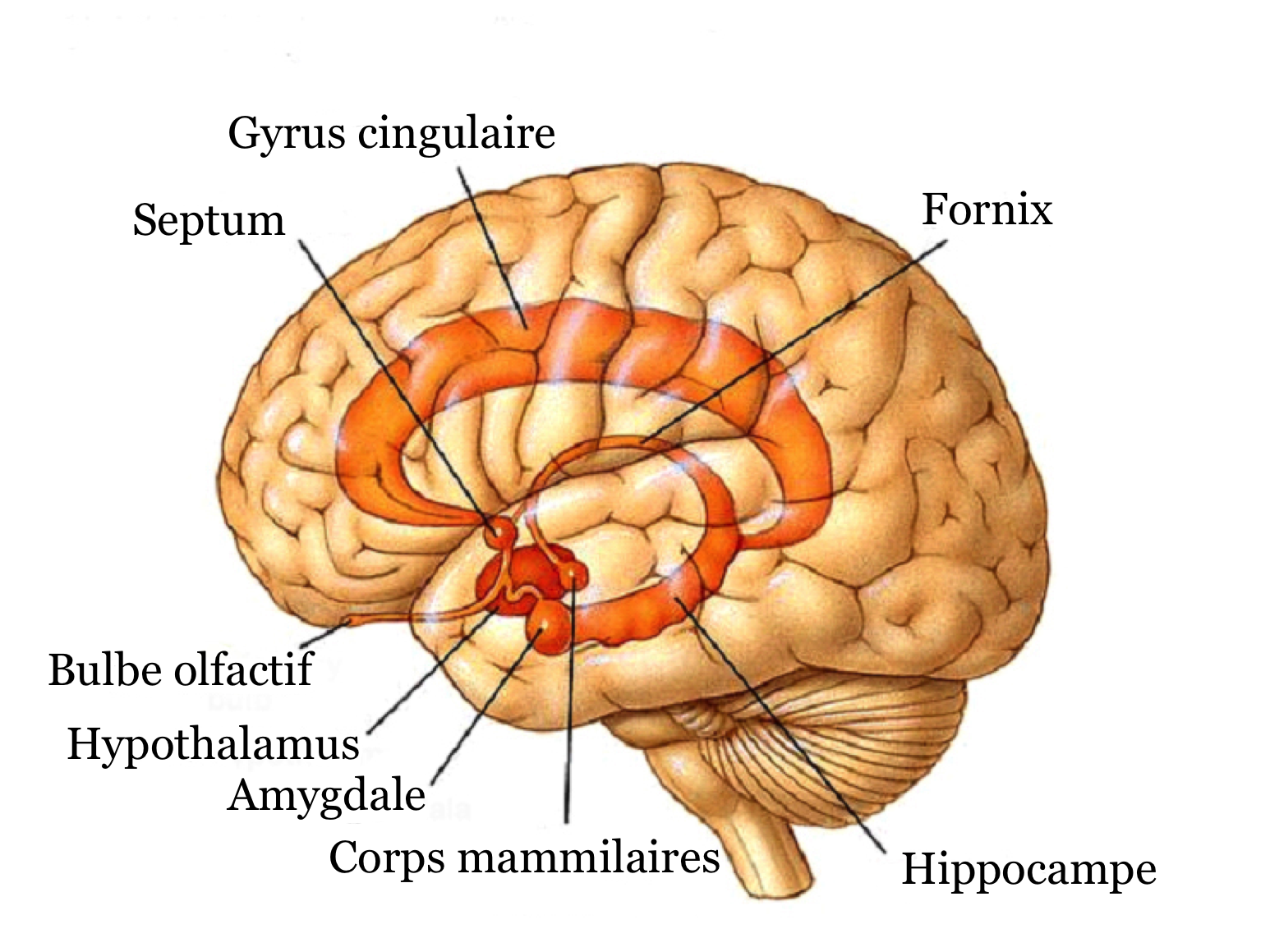 Paléo-cortex Systeme_limbique_1