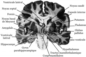 Systeme_limbique_2