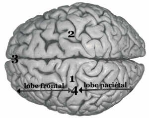 cerveau_entier_haut2