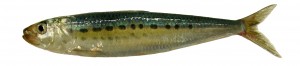sardine_whitebackgrnd