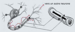 conduction_saltatoire