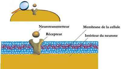 Les récepteurs - Neuromedia