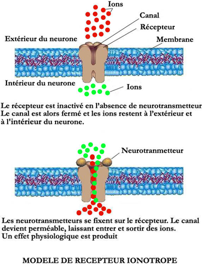  Revues - Les récepteurs dopaminergiques