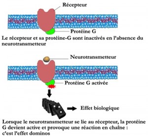 recepteurs3