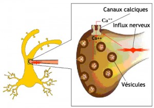 terminaison_presynaptique1