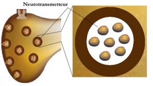 terminaison_presynaptique2