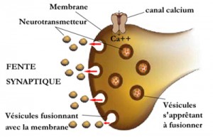 terminaison_presynaptique3