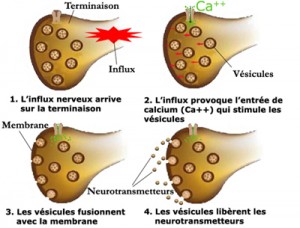 terminaison_presynaptique4