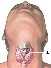 Glande thyroide (1)