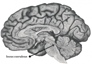 locus_coeruleus