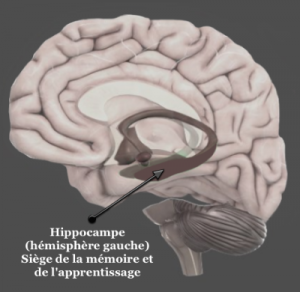 hippocampe