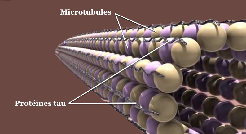 Les protéines tau stabilisent les microtubules dans un neurone sain.