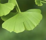 Ginkgo