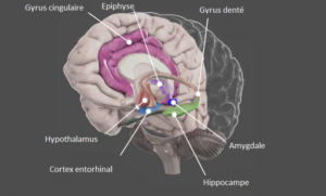 Le système limbique - Neuromedia