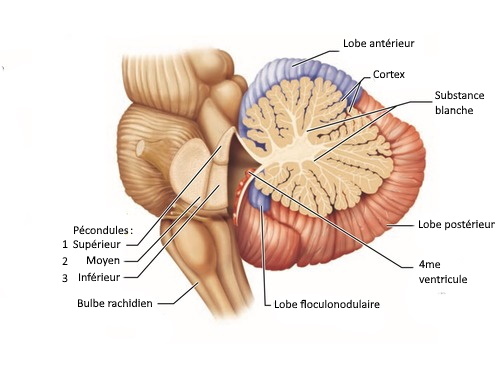 Cervelet : anatomie, fonctions et troubles associés - Neuromedia