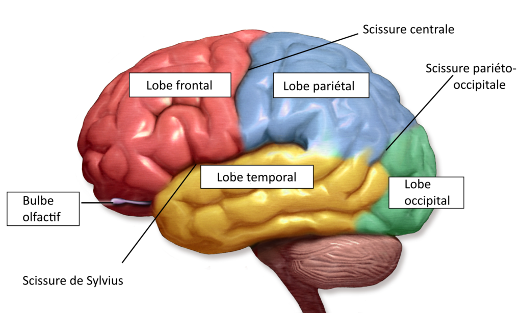 Sch ma Du Cerveau Cervelet Le Syst me Nerveux