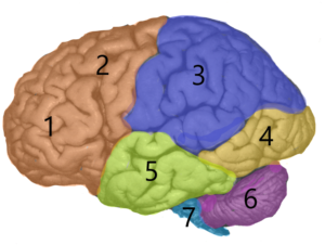 Cerebral cortex: Structure and functions