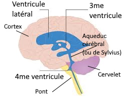 Ventricules du cerveau - Neuromedia