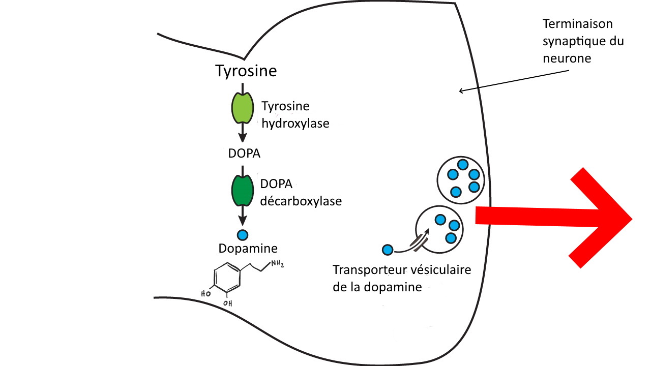 Dopamine - Neuromedia