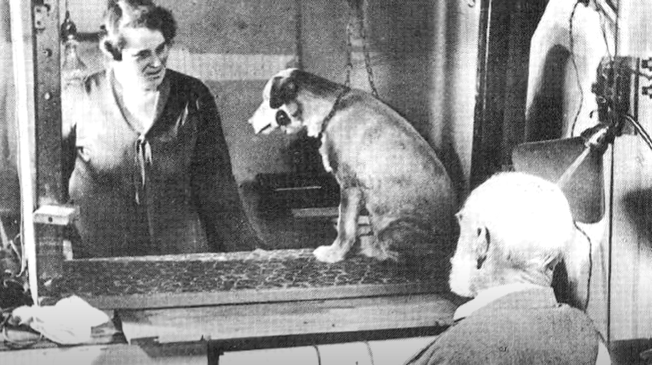 Moda antecedentes suerte Le chien de Pavlov et le conditionnement pavlovien - Neuromedia